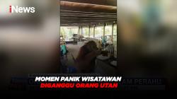 Momen Panik Wisatawan di Kotawaringin Barat Diganggu Orang Utan
