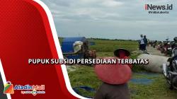 Petani di Pemalang Keluhkan Terbatasnya Stok Pupuk Subsidi, Hasil Panen Padi Turun Drastis