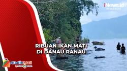 Ribuan Ikan di Danau Ranau Mati Mendadak akibat Aktivitas Gunung Seminung
