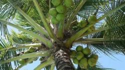 Minahasa Utara Butuh Investor Industri Olahan Kelapa<