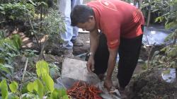 Inspiratif, PNS di Aceh Manfaatkan Lahan Kosong untuk Tanam Sayuran dan Cabai