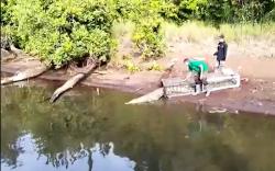 BKSDA Sulsel Lepas Liarkan Buaya 3 Meter ke Habitatnya