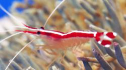 5 Hewan Langka Bertubuh Transparan yang Pernah Ditemukan, Nomor 3 Dijuluki Sebagai ‘Roh Hutan’