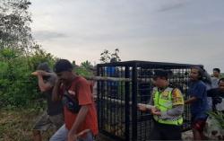 Perangkap Besi Dipasang untuk Tangkap Beruang yang Serang Petani Karet di Jambi