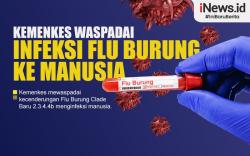 Infografis Waspadai Kecenderungan Flu Burung Menginfeksi Manusia