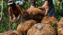 Harga Porang Anjok hingga Rp4.000 per Kg usai Bertahun-tahun Bertahan Rp10.000