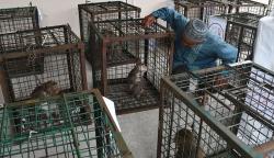 Pekerja Topeng Monyet Serahkan 23 Kera Ekor Panjang untuk Dilepasliarkan