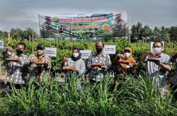 Panen Melimpah, Cabai Sleman Dikirim ke Jakarta <
