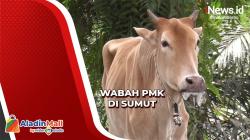 Terjangkit PMK, Puluhan Sapi Milik Warga Mati di Sumut