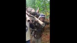 Cari Rumput di Ladang, Warga Boyolali Tewas Disengat Tawon Gung