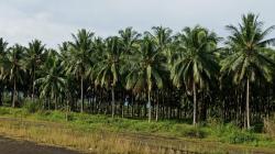 7 Investor di Minahasa Utara Fokus Garap Sektor Pertanian <