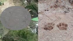 Ngeri, 3 Sapi Warga Raib dari Kandang, Ada Jejak Kaki Harimau<