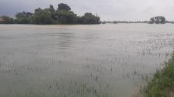 Ribuan Hektare Sawah di Karawang Terendam Banjir, Petani Gagal Tanam<
