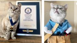 6 Hewan Peliharaan Terkaya di Dunia, Nomor 3 Milik Taylor Swift