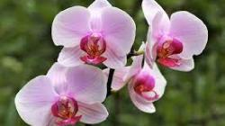 7 Jenis Anggrek Asli Indonesia, Pesonanya Memikat Dunia
