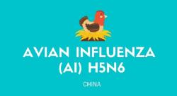 China Temukan Kasus Flu Burung pada Manusia, Bisa Bahayakan Nyawa Pasien