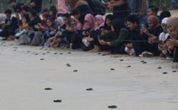   400 Ekor Tukik Dilepasliarkan ke Laut Aceh 