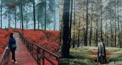 Unik, Hutan Limpakuwus di Banyumas seperti Negeri Narnia, Dunia Dongeng Hutan Belantara 