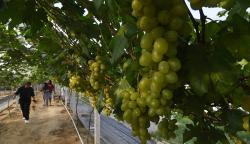 Kebun Anggur Kelurahan Duyu Palu Hasilkan Rp3 Juta per Hari