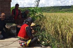 Bersyukur Hasil Panen Melimpah, Petani Padi di Pajangan Bantul Gelar Tradisi Wiwitan