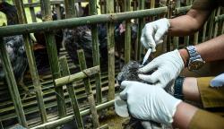 Antisipasi Penyebaran Virus Flu Burung