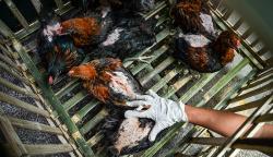 Wabah Flu Burung Merebak di Afsel, 7,5 Juta Ayam Dimusnahkan