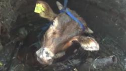 Mau Dimandikan, Sapi di Ngawi Ngamuk lalu Terperosok Lubang Septic Tank 7 Meter 