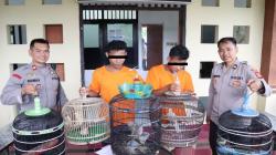 Beraksi Curi Burung, 2 Pria Ini Keluarkan Jurus Dewa Mabuk saat Tepergok Korban 