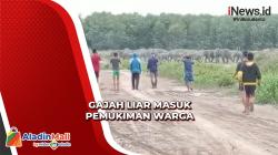 Heboh, Video Kawanan Gajah Liar Masuk Pemukiman Warga di Ogan Ilir<