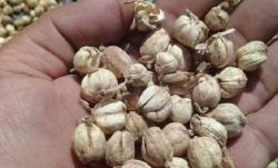 7 Daerah Penghasil Kapulaga di Indonesia, Nomor 4 Ekspor hingga 171 Ton saat Pandemi 