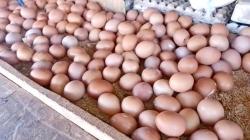 Harga Telur Makin Mahal, CIPS Sebut Pemerintah Perlu Relaksasi Impor Jagung