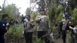  Kapolda Aceh Turun Langsung Musnahkan 11 Hektare Ladang Ganja di Aceh Besar
