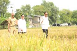 Presiden Jokowi Panen bersama Menteri Pertanian di Kebumen