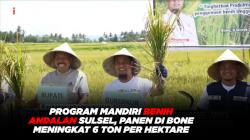 Program Mandiri Benih Andalan Sulsel, Panen di Bone Meningkat 6 Ton Per Hektare