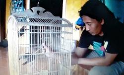 Manfaatkan Lahan Kosong, Warga Cilacap Sukses Ternak Murai Batu Beromzet Rp10 Juta per Bulan