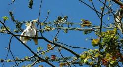 Pesona Pulau Masakambing di Sumenep, jika Beruntung Bisa Lihat Kakatua Jambul Kuning 