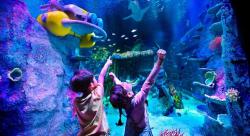 Keseruan Liburan di Legoland Malaysia, Jelajahi Wahana Air hingga Bertemu Monster Lego 