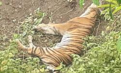 Ngeri, Bangkai Harimau Sumatera Ditemukan di Kebun Warga Aceh Selatan