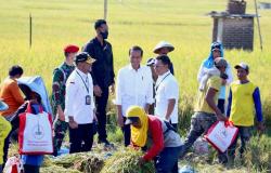 Mentan SYL Dampingi Presiden Jokowi Panen Raya Padi di Ngawi