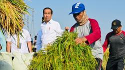 Panen Raya Padi di Ngawi, Jokowi: Produktivitas Tiap Daerah Beda-beda