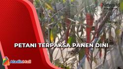 Petani Terpaksa Panen Dini akibat Awan Panas Guguran Gunung Merapi Meluncur Ribuan Meter