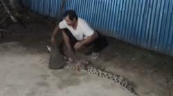 Buaya 2 Meter Masuk ke Permukiman, Ditangkap Warga<