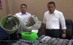 Polisi Gerebek Rumah Mantan Kepala Desa di Empat Lawang, 8 Kg Ganja dan Senpira Ditemukan <
