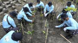 BRIN Pakai Mikroba untuk Tingkatkan Keberhasilan Restorasi Mangrove