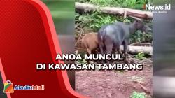 Habitatnya Terganggu, Ini Penampakan Anoa di Area Tambang Nikel Konawe