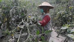 Petani Gagal Panen Tomat akibat Dampak Abu Vulkanik Gunung Merapi