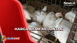 Jelang Ramadan, Harga Ayam di Pasar Mamuju Mulai Naik