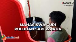 Mahasiswa Curi Puluhan Sapi Warga Untuk Foya-Foya di Buton