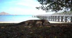 Mengenal Taman Nasional Loh Liang, Tempat Tinggal Komodo dengan Pemandangan Luar Biasa!