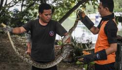 Puluhan Satwa Liar Temuan Warga Dilepas ke Pantai Indah Kapuk
